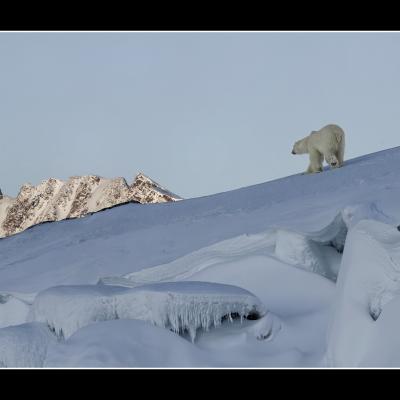 Ours polaire - SPIOU5