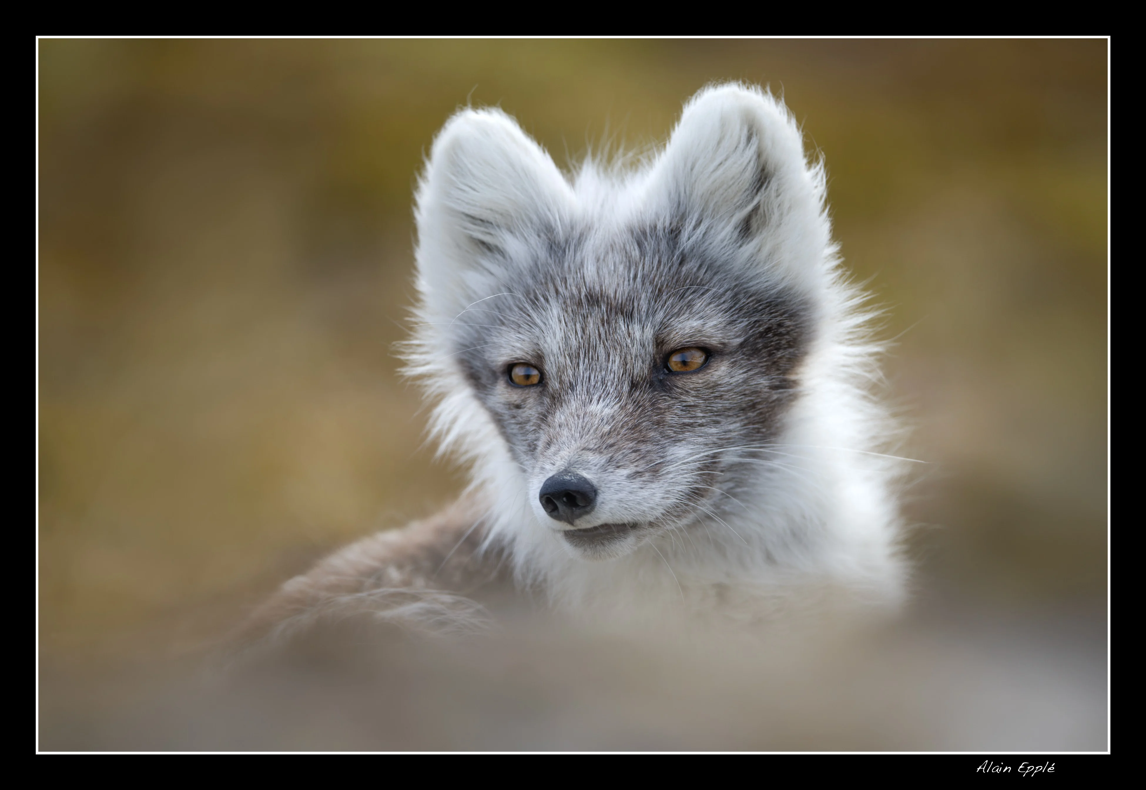 Renard arctique - SPIRE8