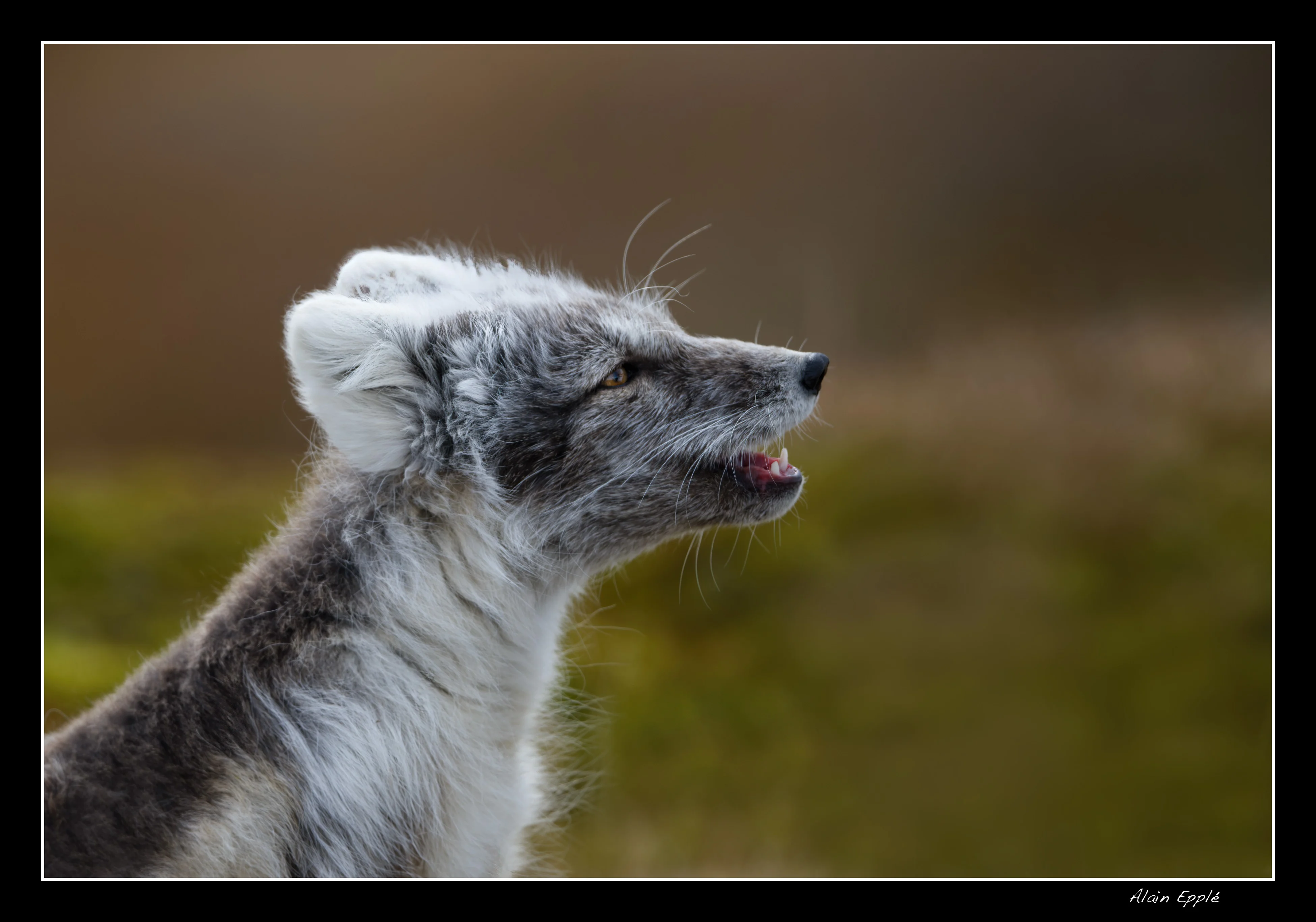 Renard arctique - SPIRE9