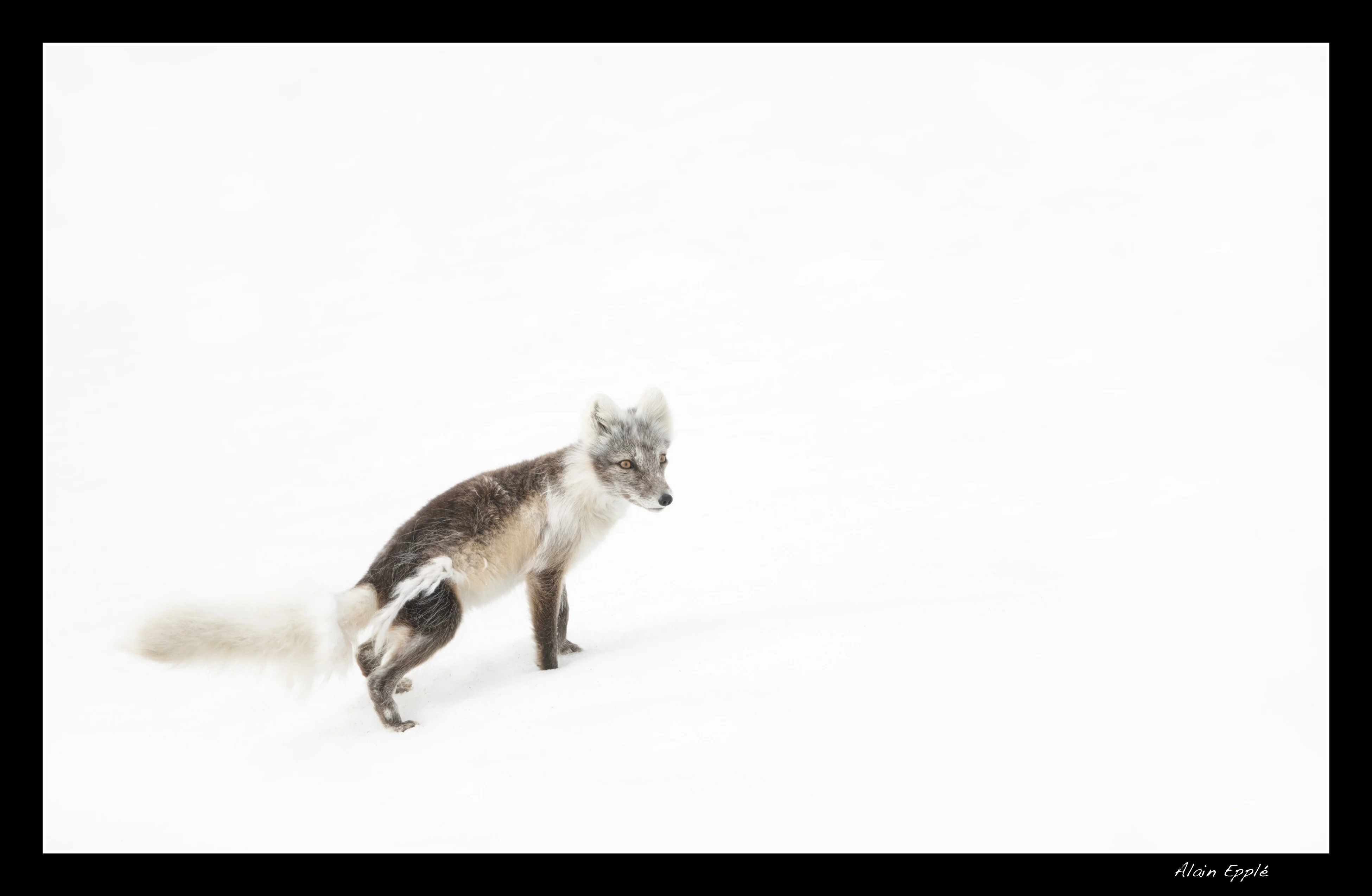 Renard arctique - SPIRE10