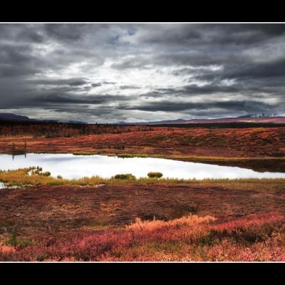 Le long de la Denali Highway - YUKALAS50