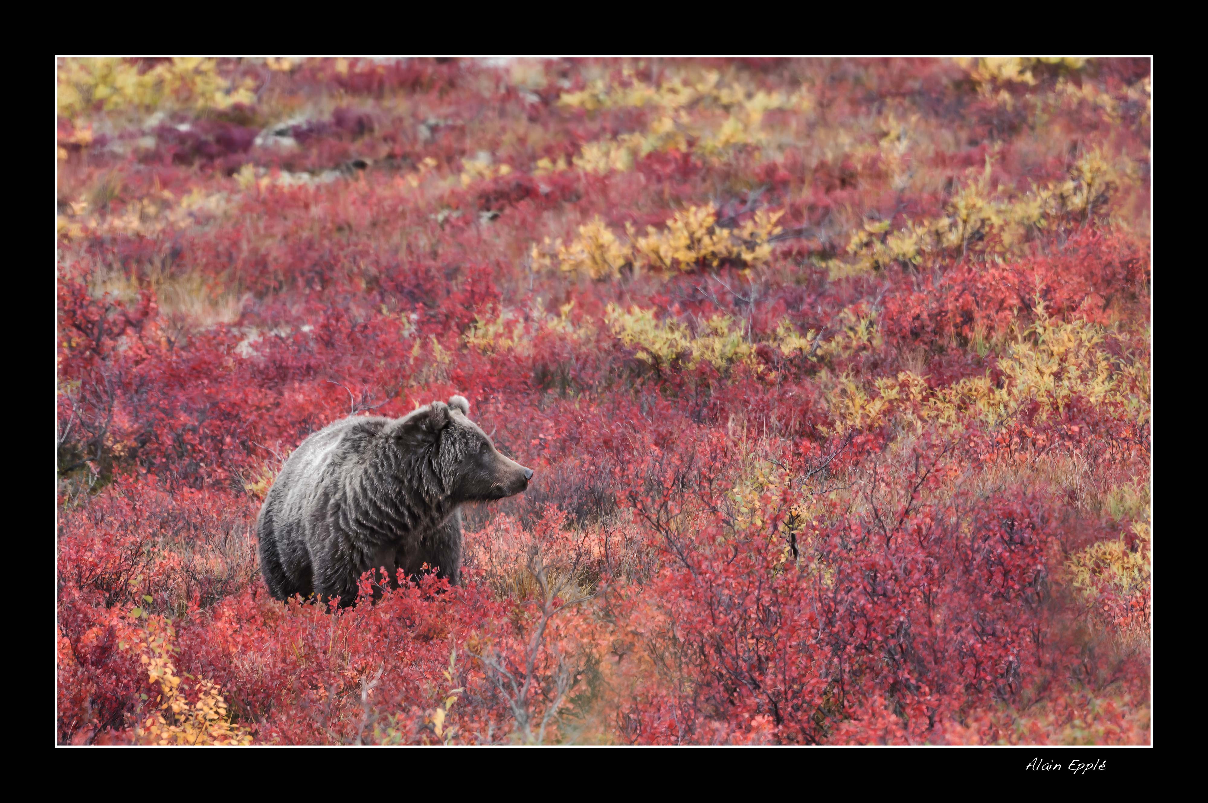 Grizzly - YAFAUN5