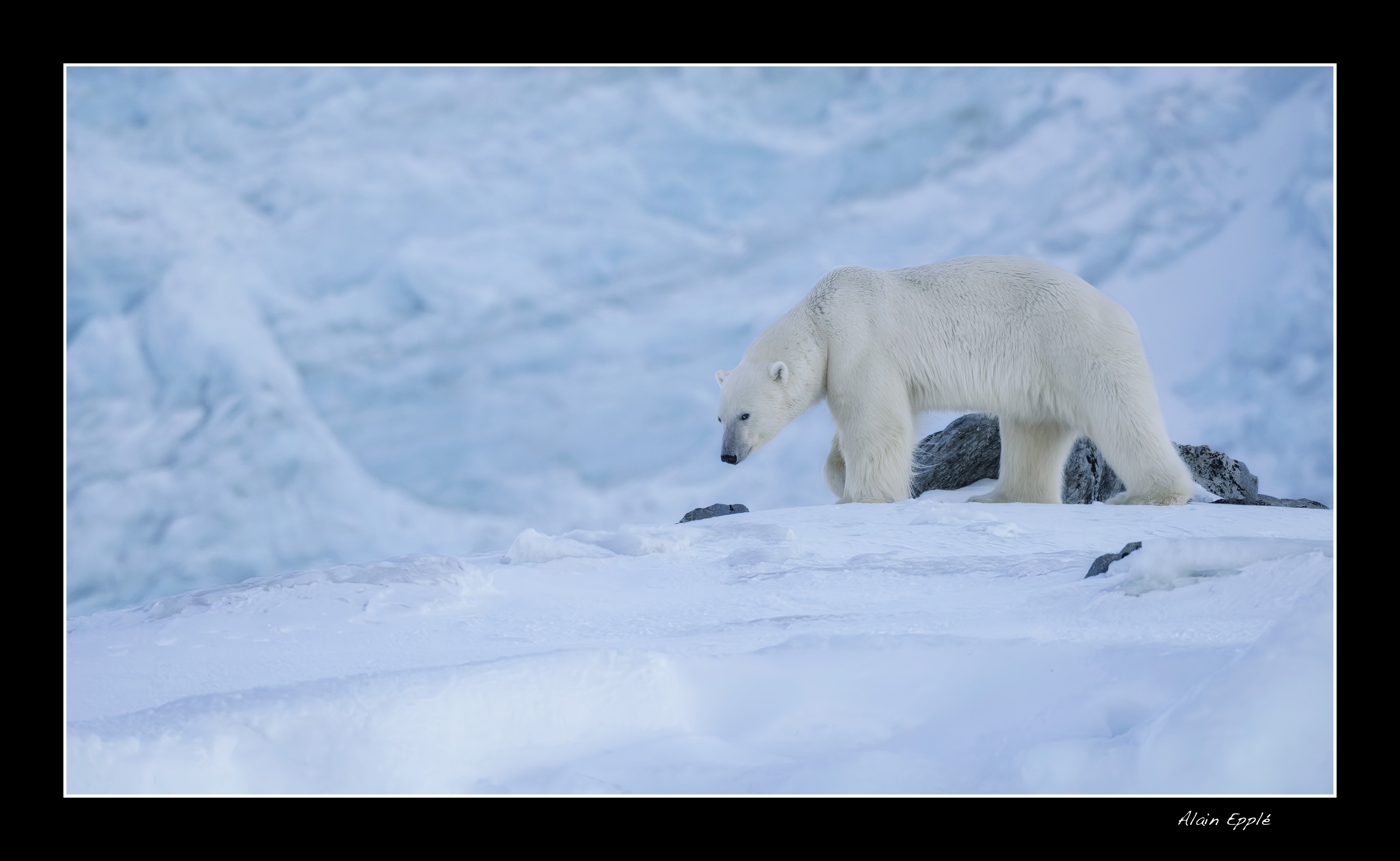 Ours polaire - SPIOU7