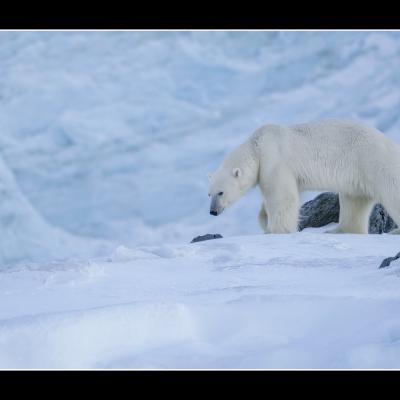 Ours polaire - SPIOU7