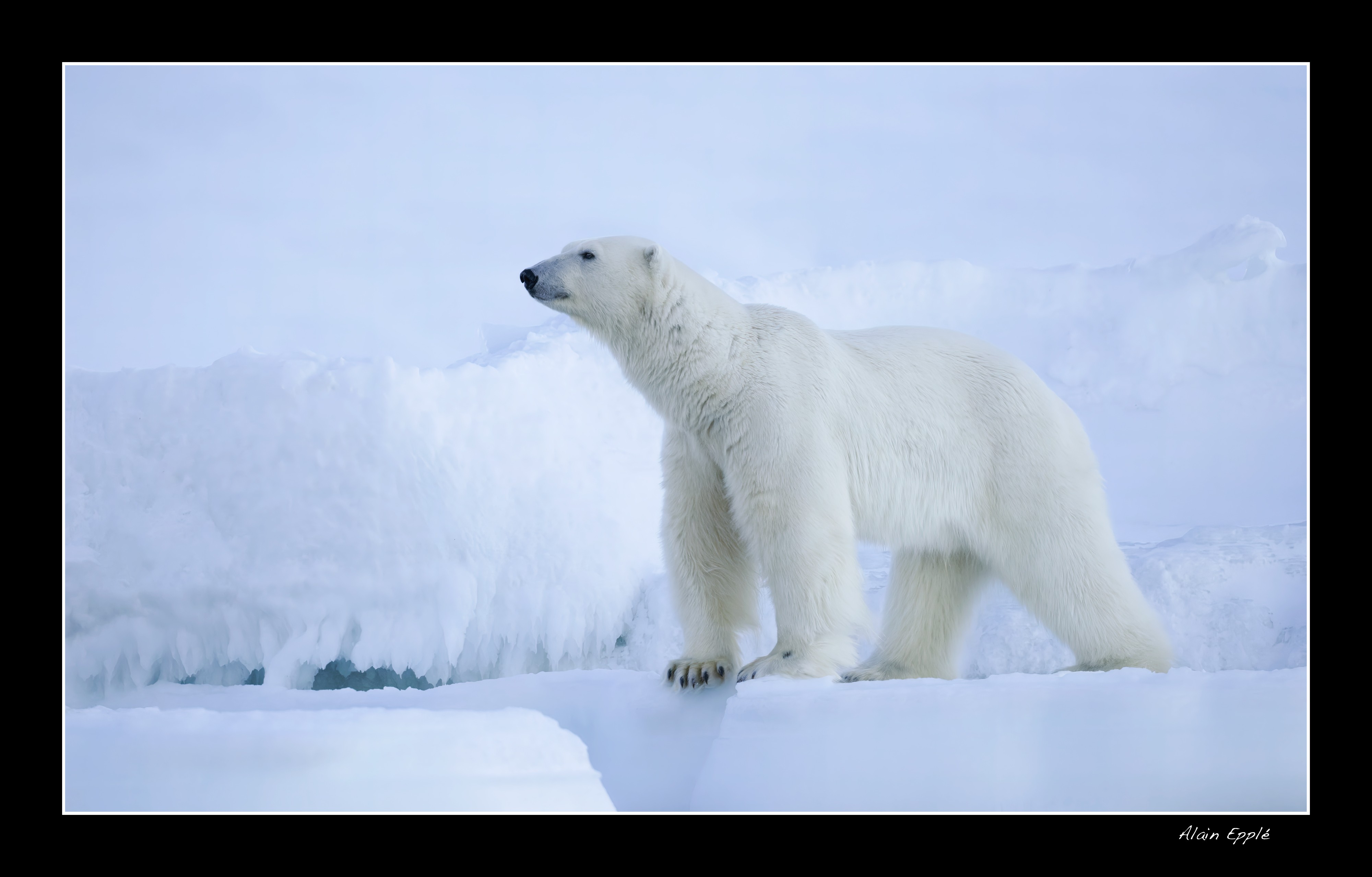 Ours polaire - SPIOU8