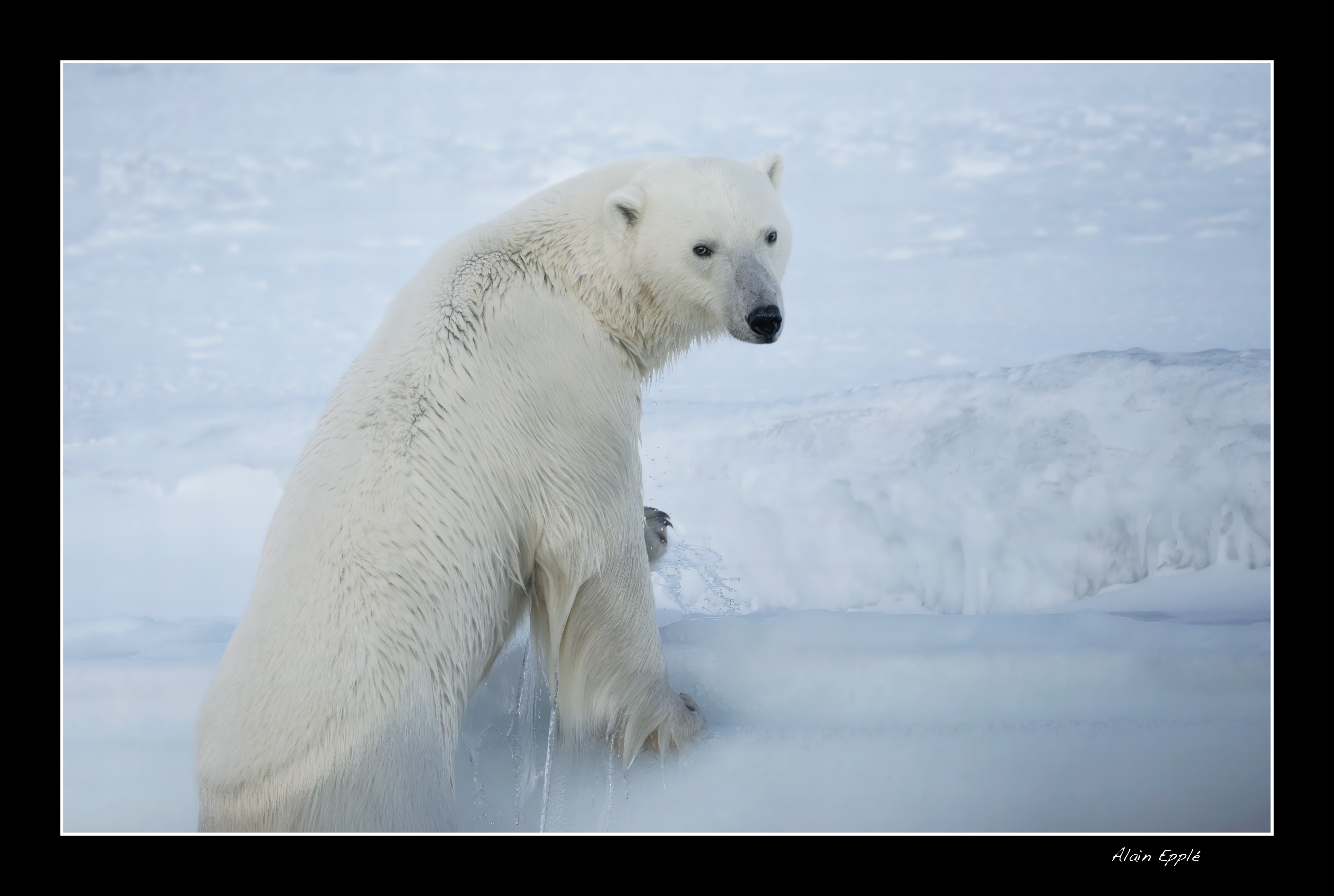 Ours polaire - SPIOU12