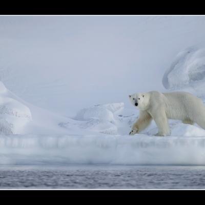 Ours polaire - SPIOU16