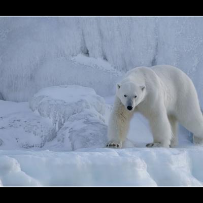 Ours polaire - SPIOU18