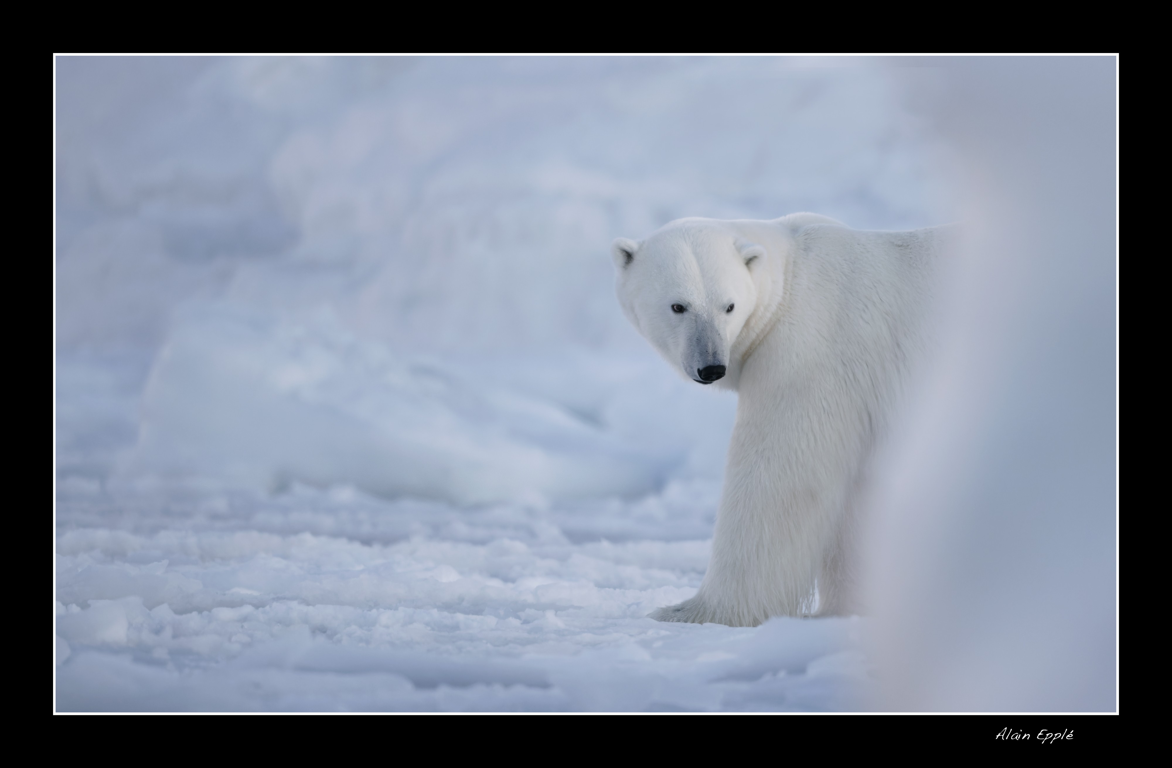 Ours polaire - SPIOU23