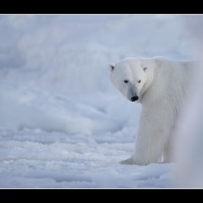 Ours polaire - SPIOU23