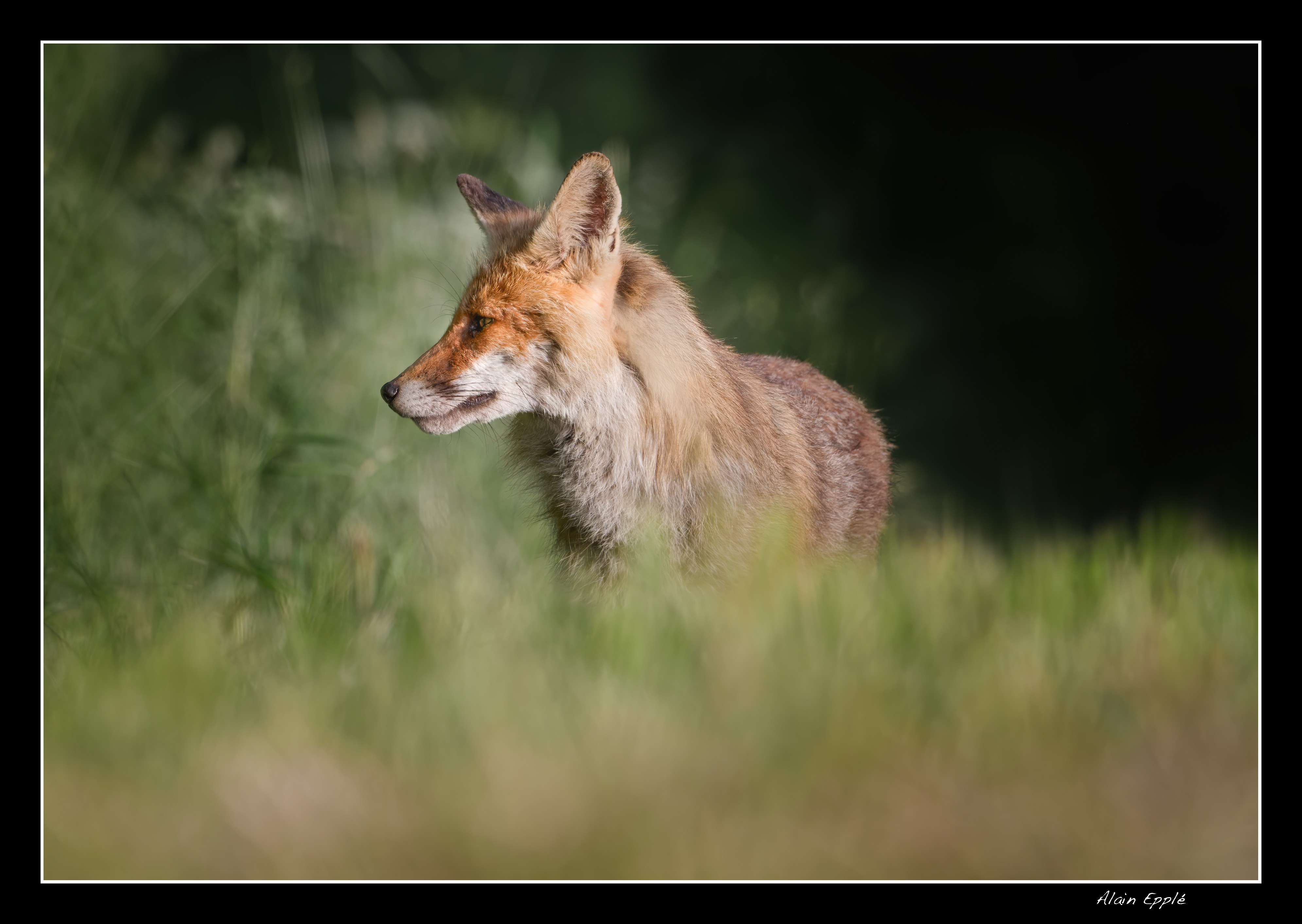 Renard - REN44