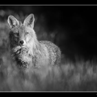 Renard - REN45