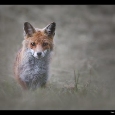 Renard - REN47