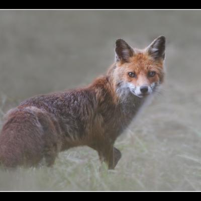 Renard - REN48