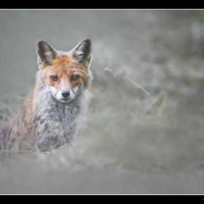 Renard - REN49