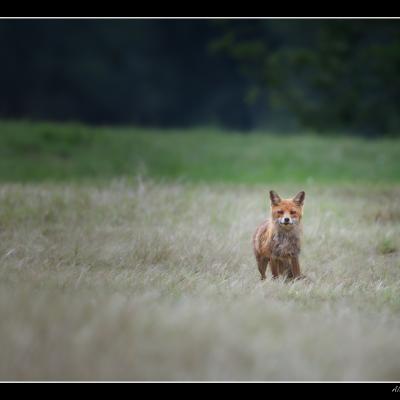 Renard - REN50
