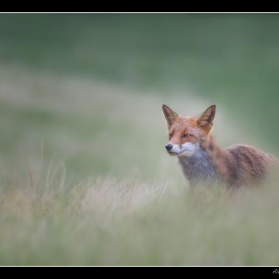 Renard - REN51