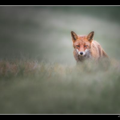 Renard - REN52