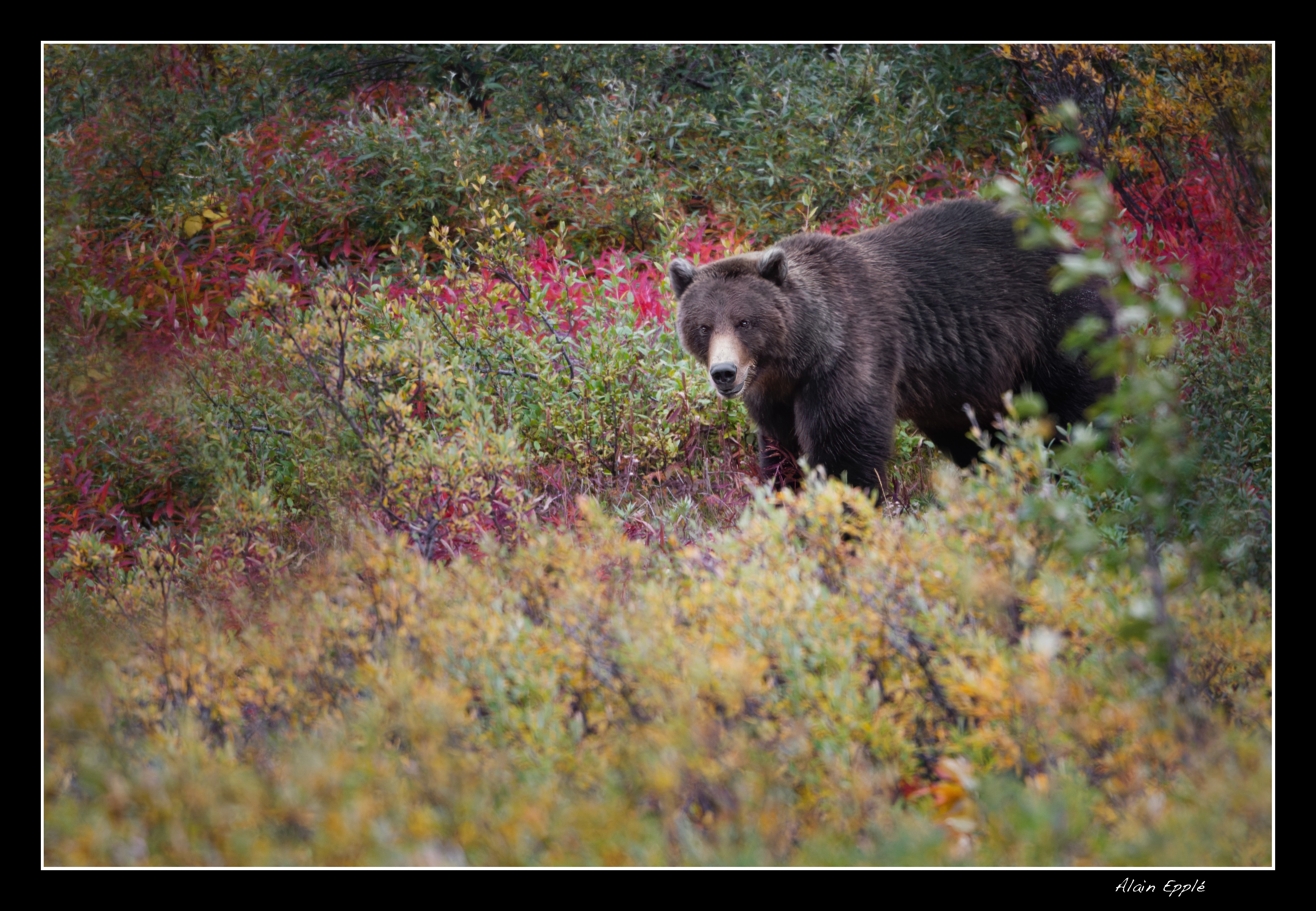 Grizzly - YAFAUN10