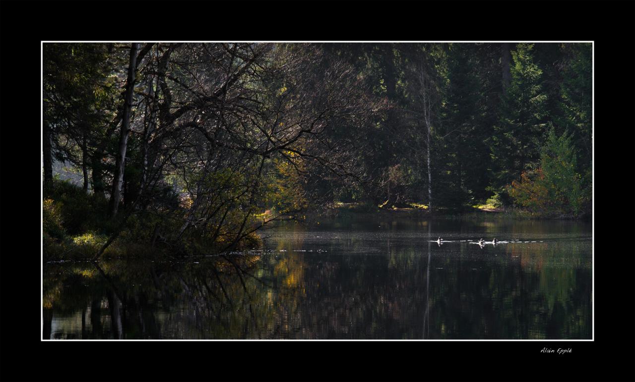 Etang de la Gruère - CH9