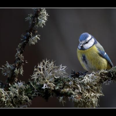 Mésange bleue - OME1