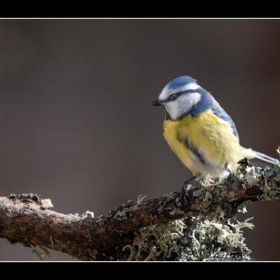 Mésange bleue - OME4