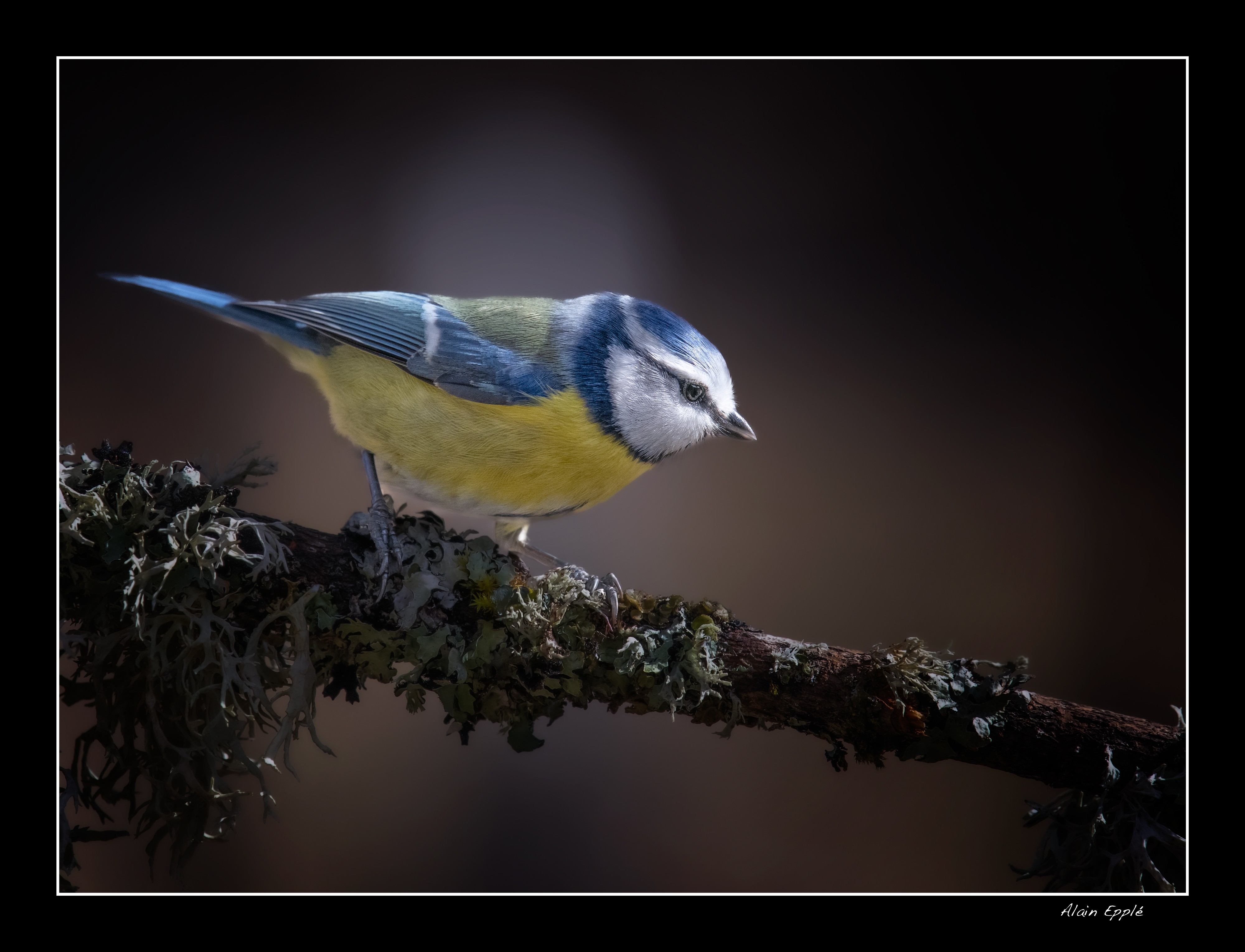 Mésange bleue - OME2