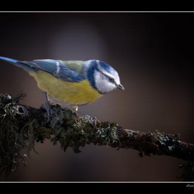 Mésange bleue - OME2