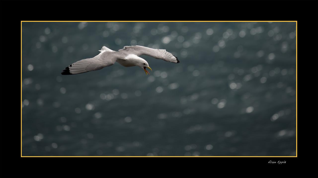 Mouette Tridactyle - OMT1