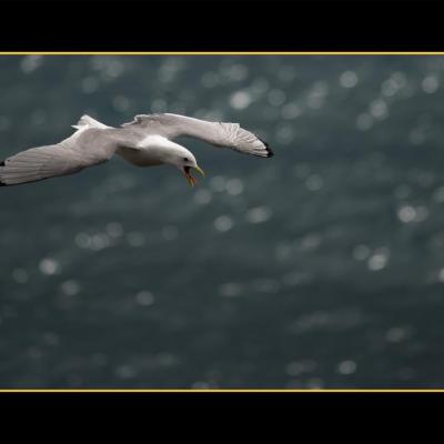 Mouette Tridactyle - OMT1