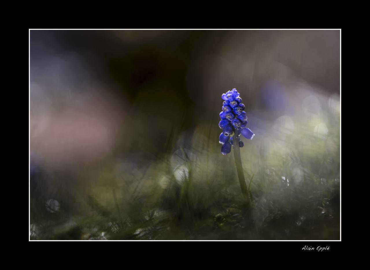 Muscari - MF33