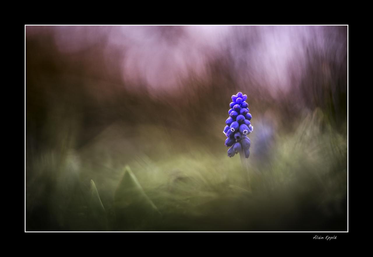 Muscari - MF31