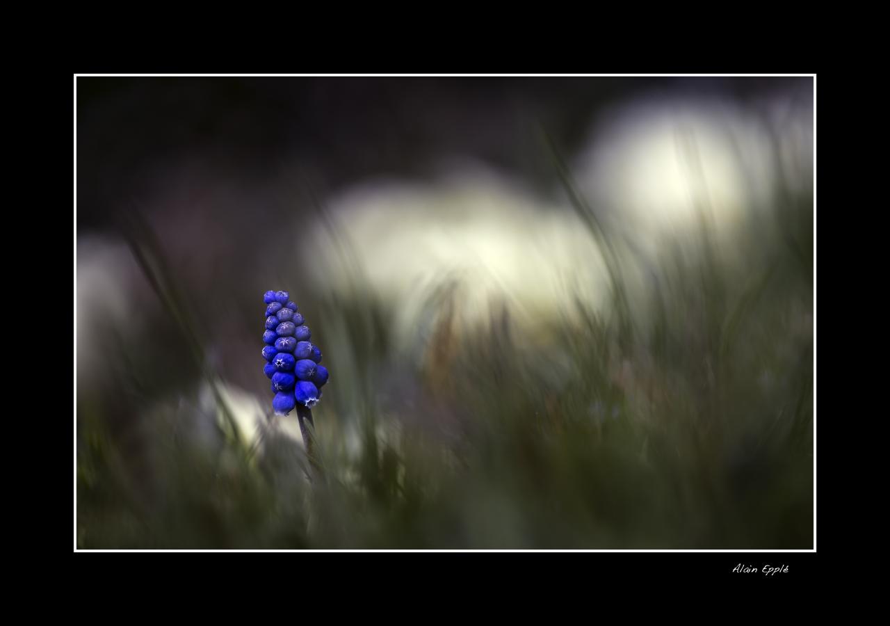 Muscari - MF32