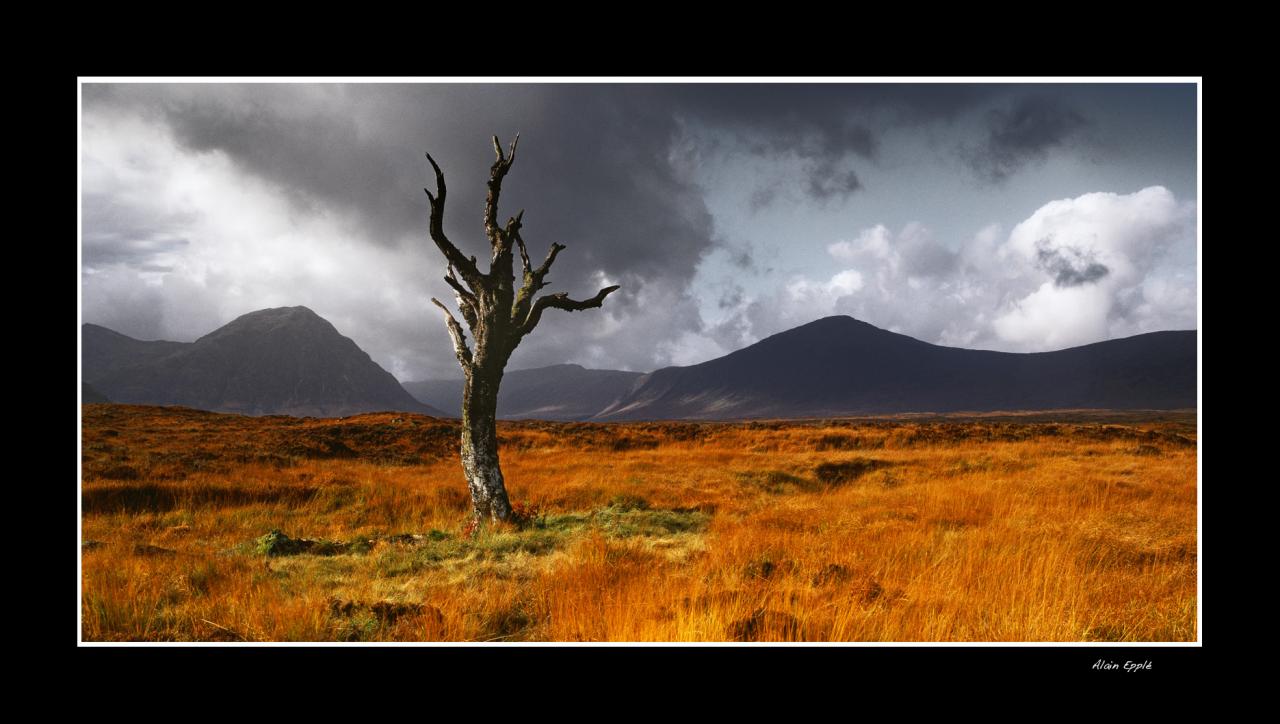 Old Tree glencoe - E9