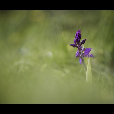 Orchis - MF38