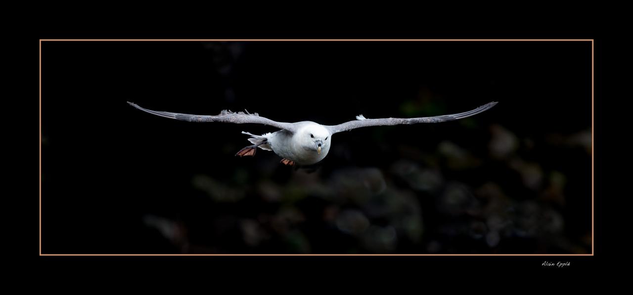 Petrel Fulmar - OPF1