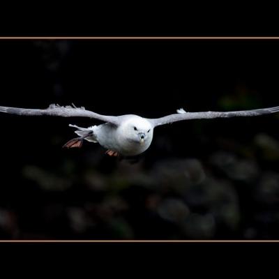 Petrel Fulmar - OPF1