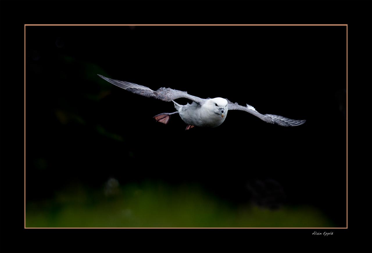 Petrel Fulmar - OPF2