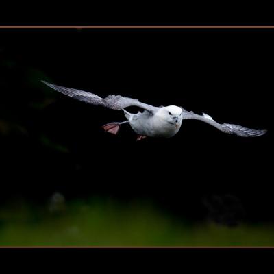 Petrel Fulmar - OPF2