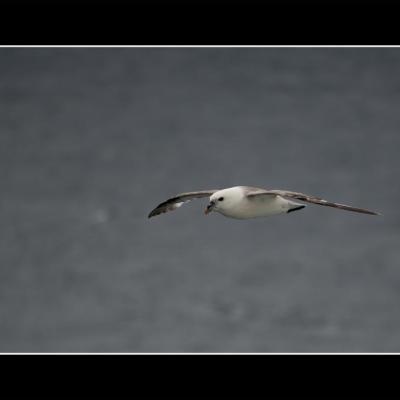 Petrel Fulmar - OPF3