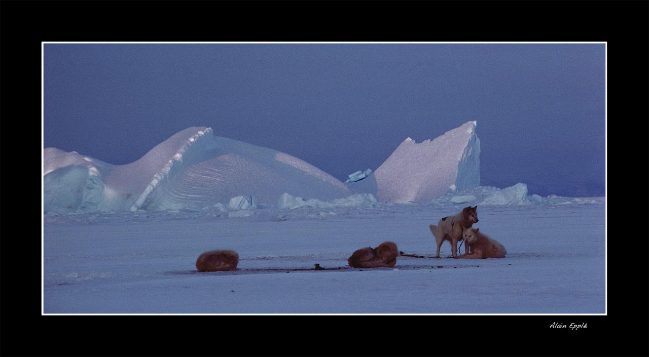 umanaq uummannaq dogs - G11