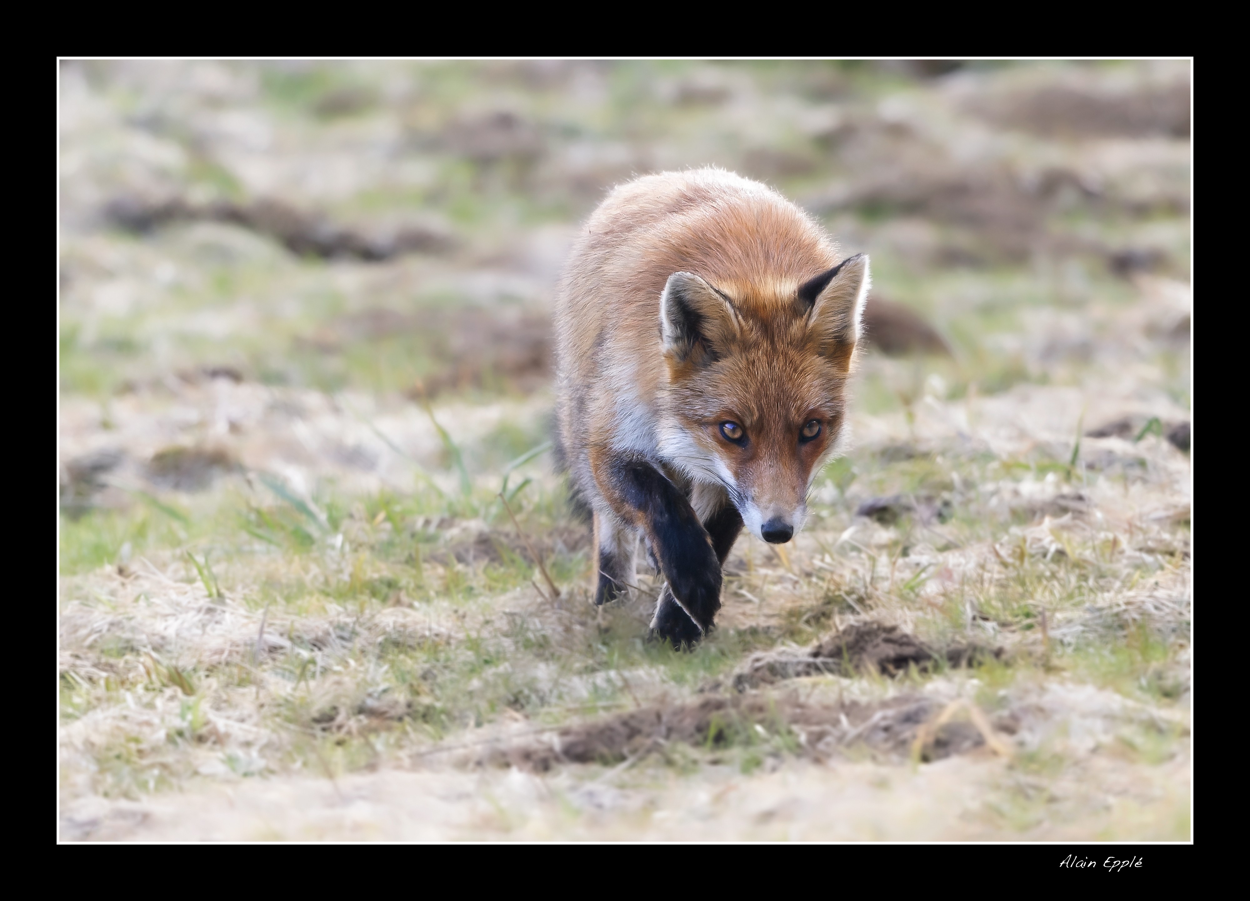 Renard - REN16