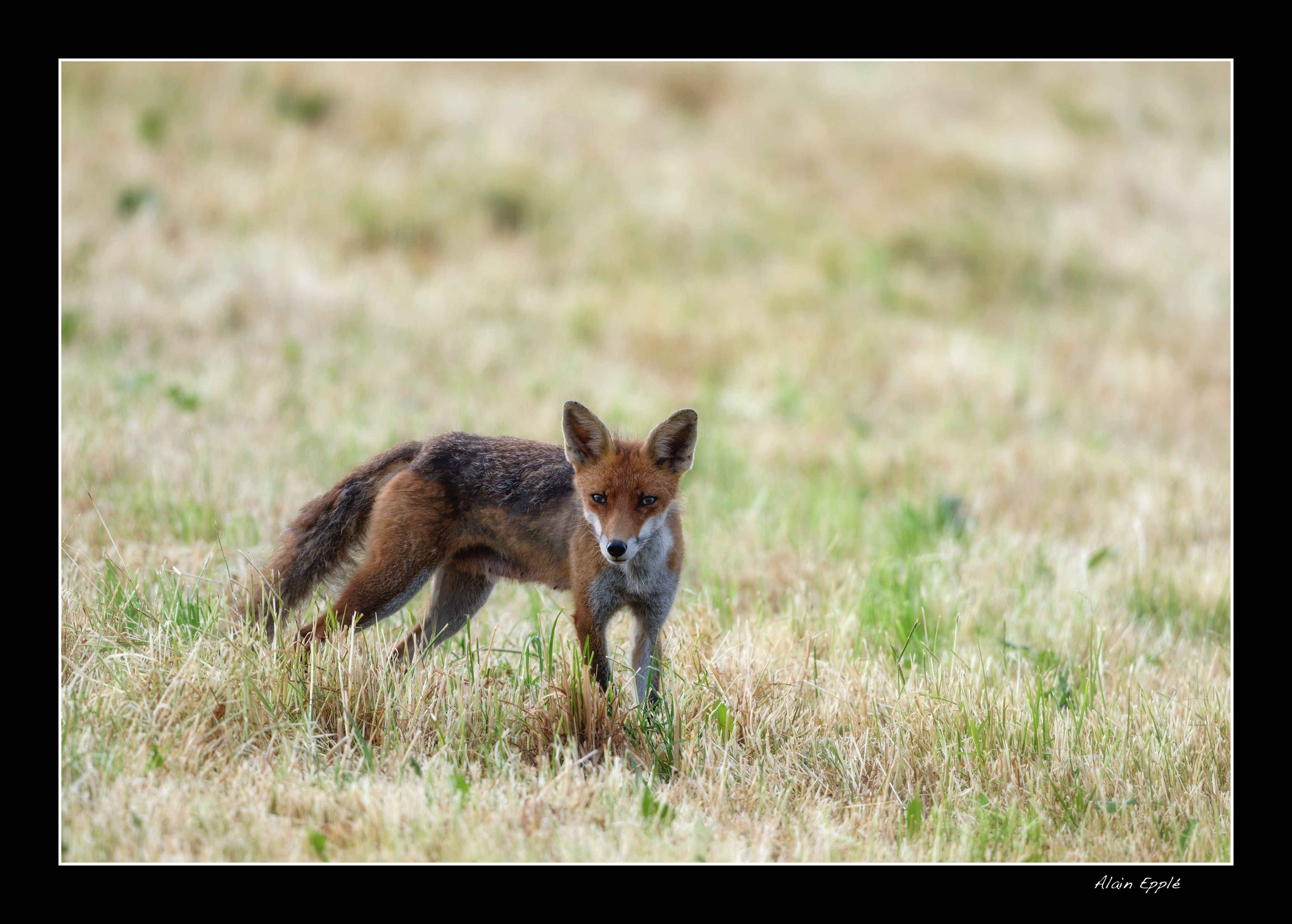 Renard - REN22