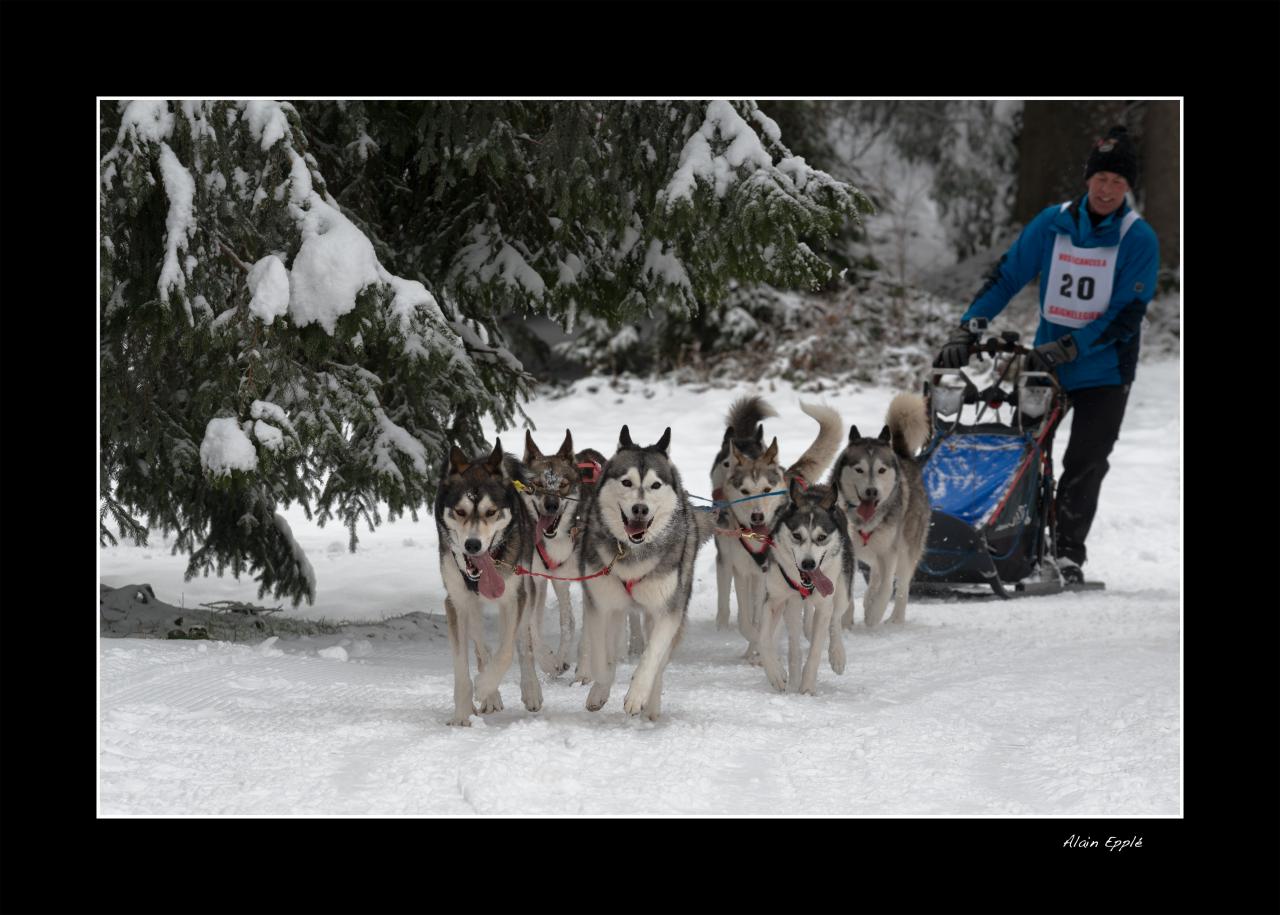 Saignelegier course chiens traineaux - CH8