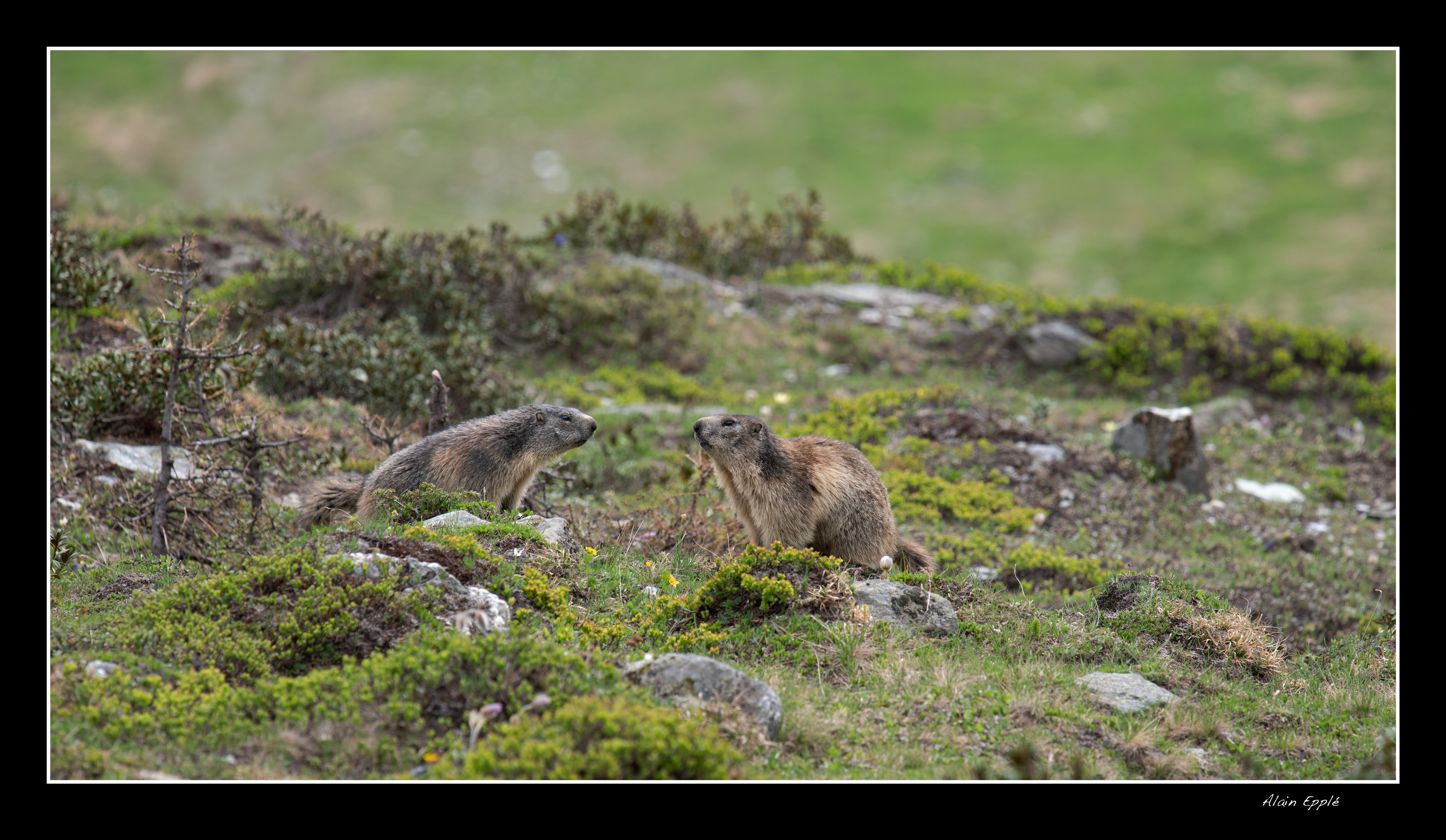 Marmottes - A15