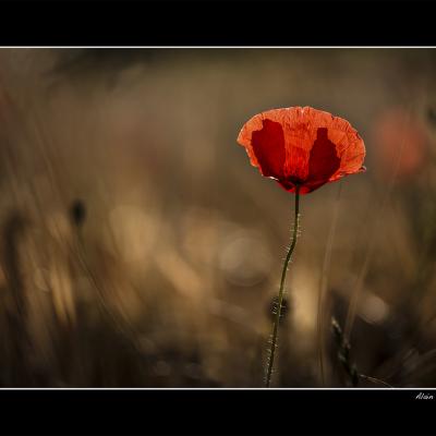 Coquelicot copie