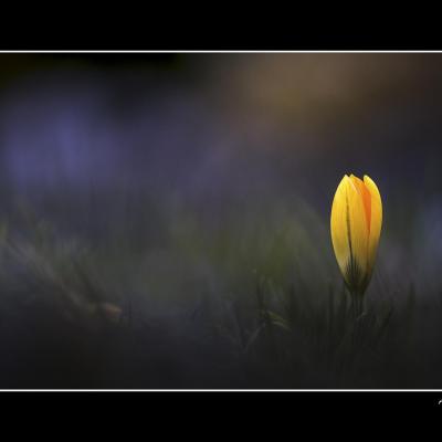 Crocus 2 copie