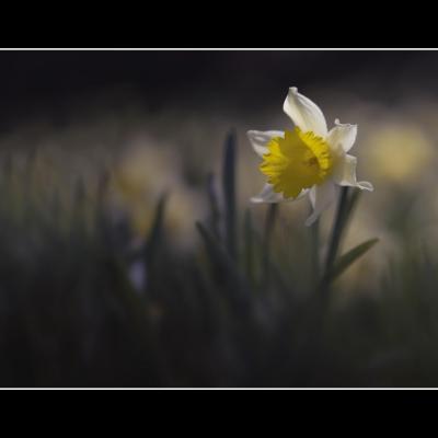 Jonquilles lr copie