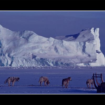 Les banquisards umanaq