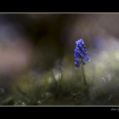 Muscari12 copie